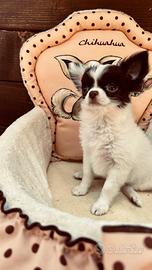 Cuccioli chihuahua