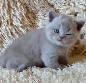 Gattini British Shorthair lilac e lilac tortie