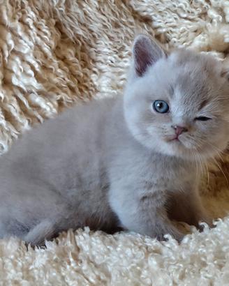 Gattini British Shorthair lilac e lilac tortie