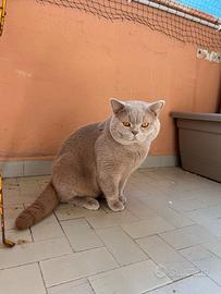 Scottish fold