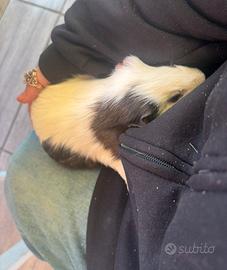 Porcellino d'india maschio