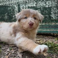 Cuccioli di pastore australiano