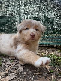 Cuccioli di pastore australiano