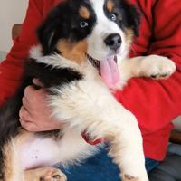 Pastore australiano cucciolo con pedigrèe