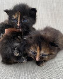 Piccole gattine femmine simil siberiano