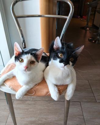 Gattini bianchi e neri