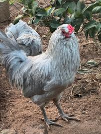 Araucana inglese