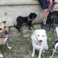 Pensione casalinga per cani