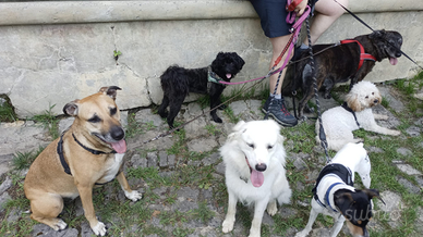 Pensione casalinga per cani