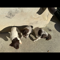 Cuccioli di bracco pointer