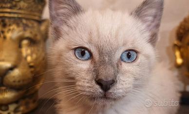 Gattino stupendo