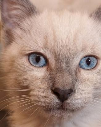 Gattino stupendo
