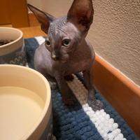 Ultima cucciola di Sphynx