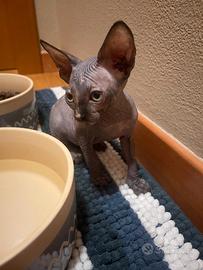 Ultima cucciola di Sphynx