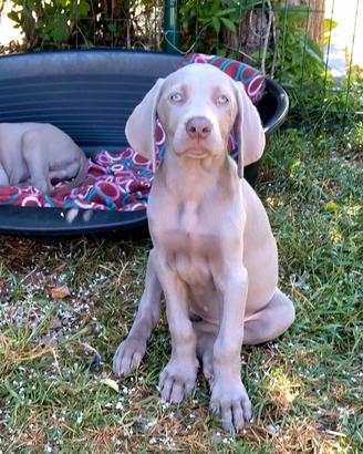 Cucciolo Weimaraner