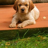 Epagneul Breton cuccioli