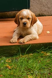 Epagneul Breton cuccioli