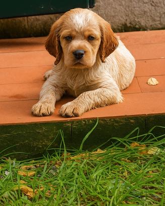 Epagneul Breton cuccioli