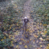 Cucciolona di Bracco Pointer