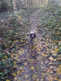 Cucciolona di Bracco Pointer