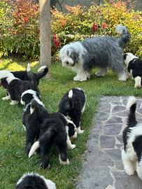 Cuccioli di Bobtail (provincia di Bologna)