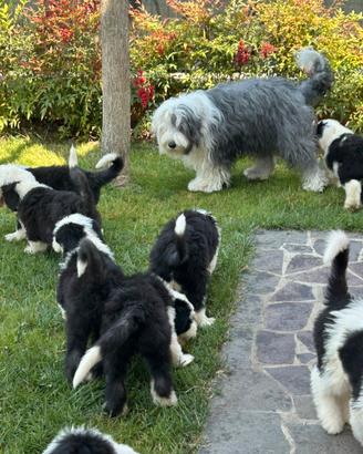 Cuccioli di Bobtail (provincia di Bologna)