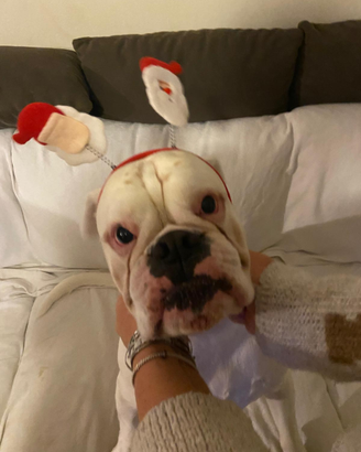 Boxer dog