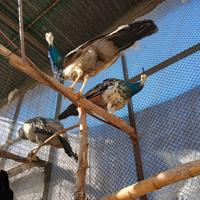 Pavoni giovani maschi