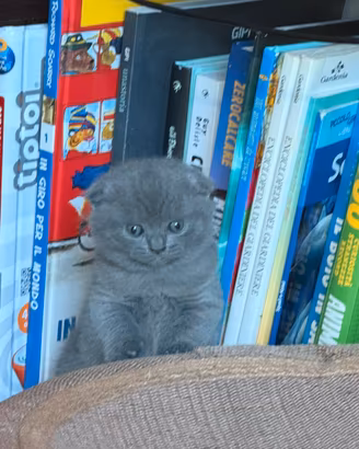 Cuccioli Scottish Fold e Straight