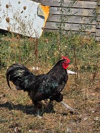 GALLO AUSTRALOP
