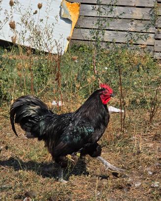 GALLO AUSTRALOP