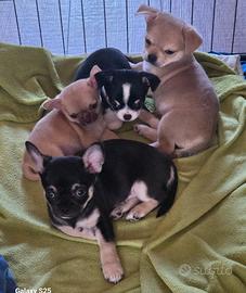 Chihuahua taglia piccola