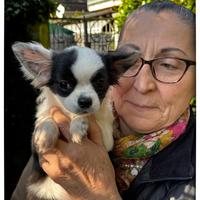 Cuccioli Chihuahua