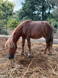 Pony femmina