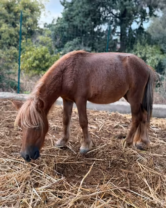 Pony femmina