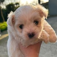 Cuccioli maltesi