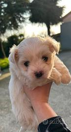 Cuccioli maltesi
