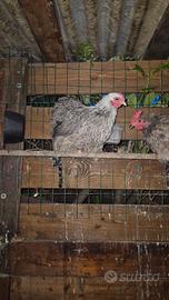 Tre Cocincine di un anno