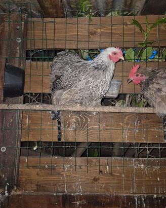 Tre Cocincine di un anno