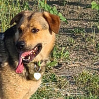 Cane meticcio 35 kg. Vaccinato e cippato