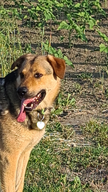 Cane meticcio 35 kg. Vaccinato e cippato