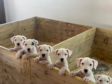 Disponibili dogo argentino