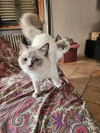 Ragdoll Mamma e figlia