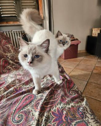 Ragdoll Mamma e figlia