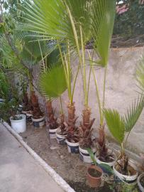 Palma Washingtonia in secchiello