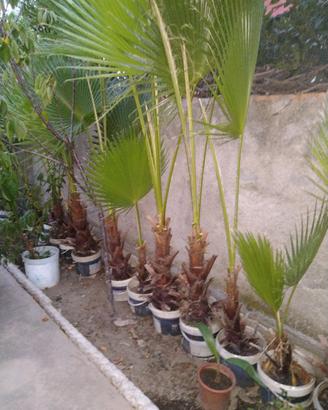 Palma Washingtonia in secchiello