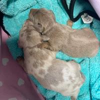 Cuccioli di bassotti nani e kaninchen