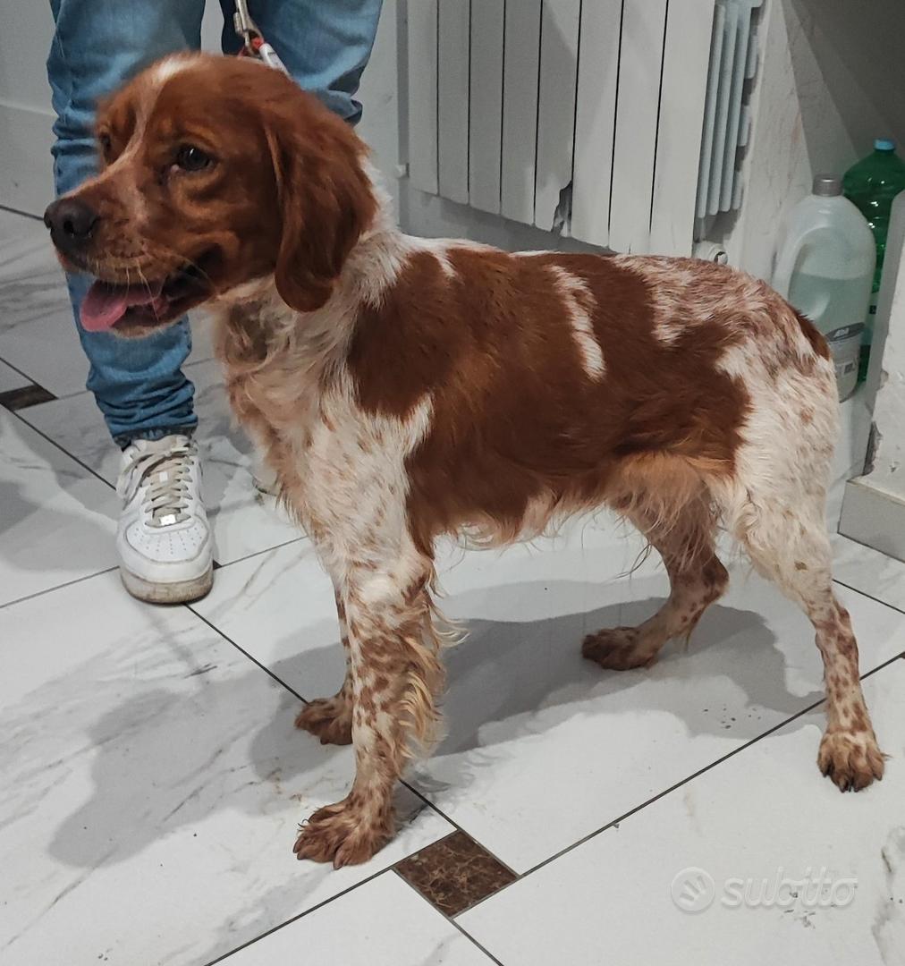Breton pronto Caccia Animali In vendita a Napoli