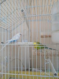 Coppia di coccorite