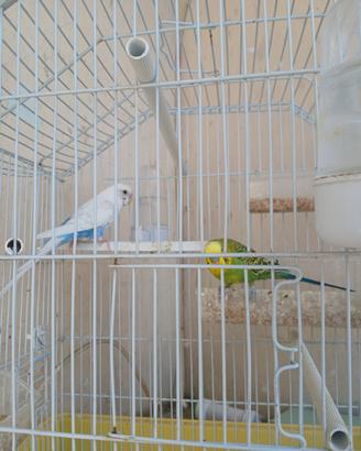 Coppia di coccorite